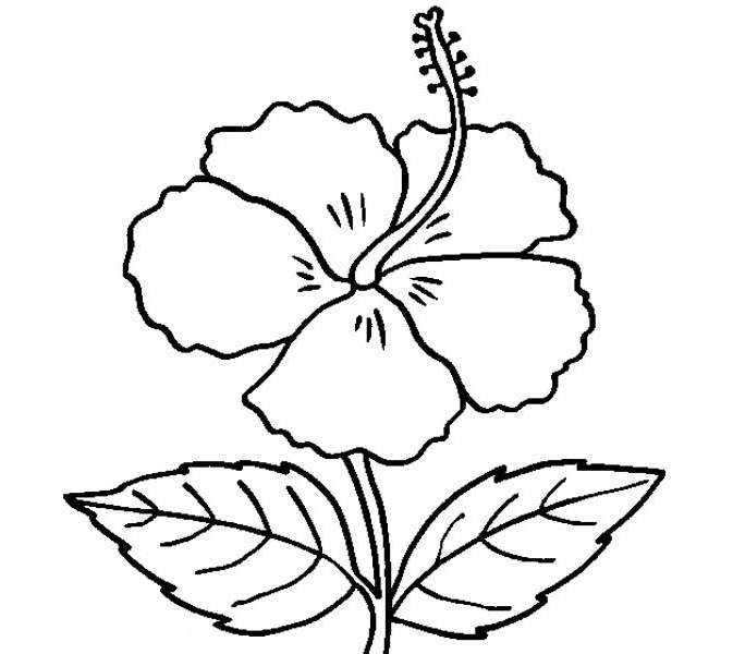 Image result for Tranh tô màu về các loại hoa | Trang tô màu cho người lớn,  Hình vẽ hoa hồng, Trang tô màu hoa