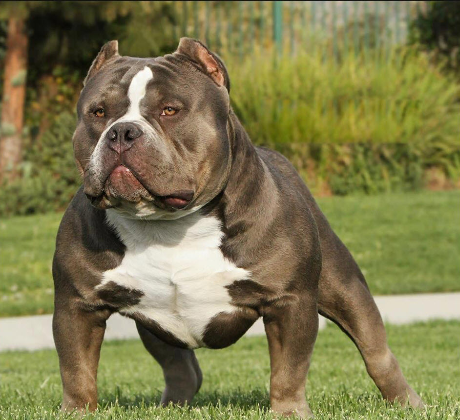 Bộ sưu tập hình ảnh chó Pitbull - Khám phá vẻ đẹp độc đáo