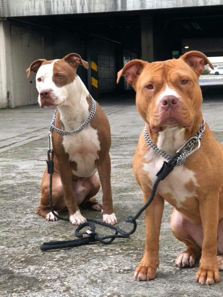 Bộ sưu tập hình ảnh chó Pitbull - Khám phá vẻ đẹp độc đáo