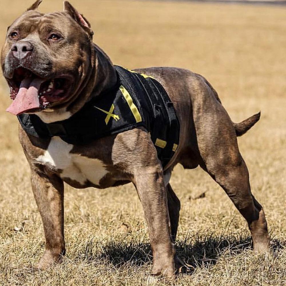 Bộ sưu tập hình ảnh chó Pitbull - Khám phá vẻ đẹp độc đáo