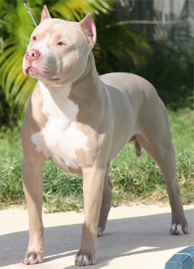 Bộ sưu tập hình ảnh chó Pitbull - Khám phá vẻ đẹp độc đáo