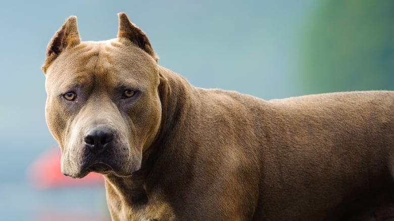 Bộ sưu tập hình ảnh chó Pitbull - Khám phá vẻ đẹp độc đáo