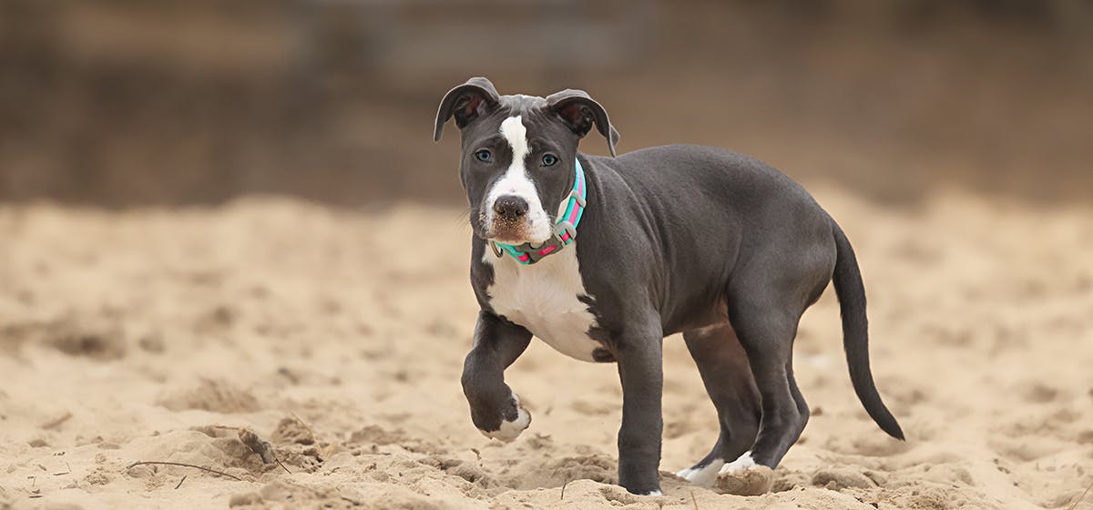 Bộ sưu tập hình ảnh chó Pitbull - Khám phá vẻ đẹp độc đáo