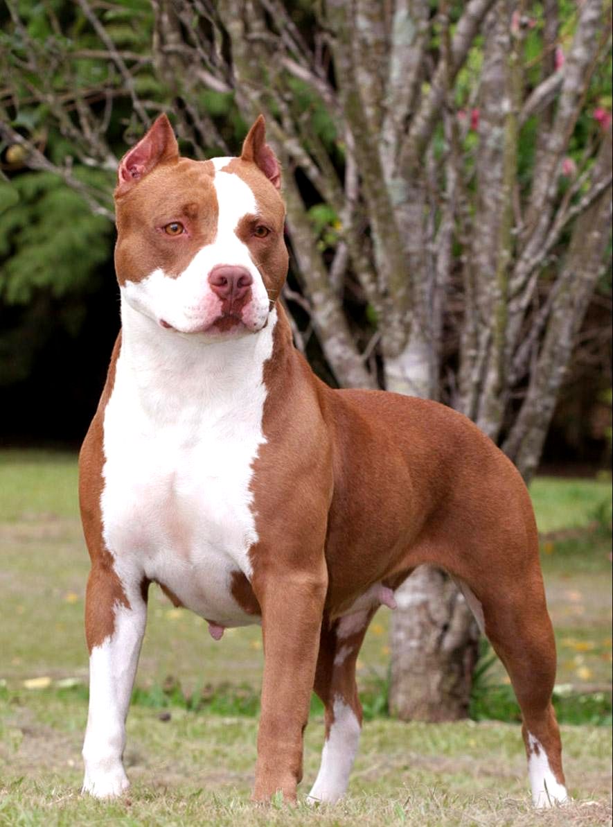 Bộ sưu tập hình ảnh chó Pitbull - Khám phá vẻ đẹp độc đáo