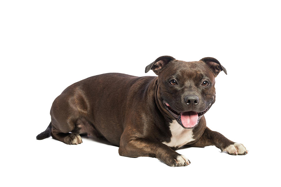 Bộ sưu tập hình ảnh chó Pitbull - Khám phá vẻ đẹp độc đáo