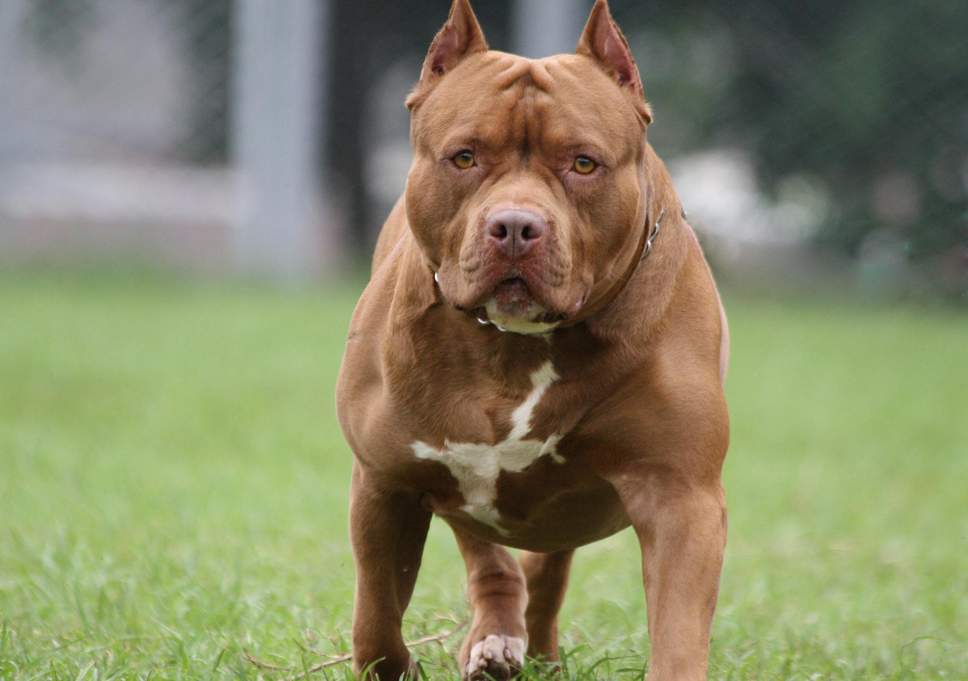 Bộ sưu tập hình ảnh chó Pitbull - Khám phá vẻ đẹp độc đáo