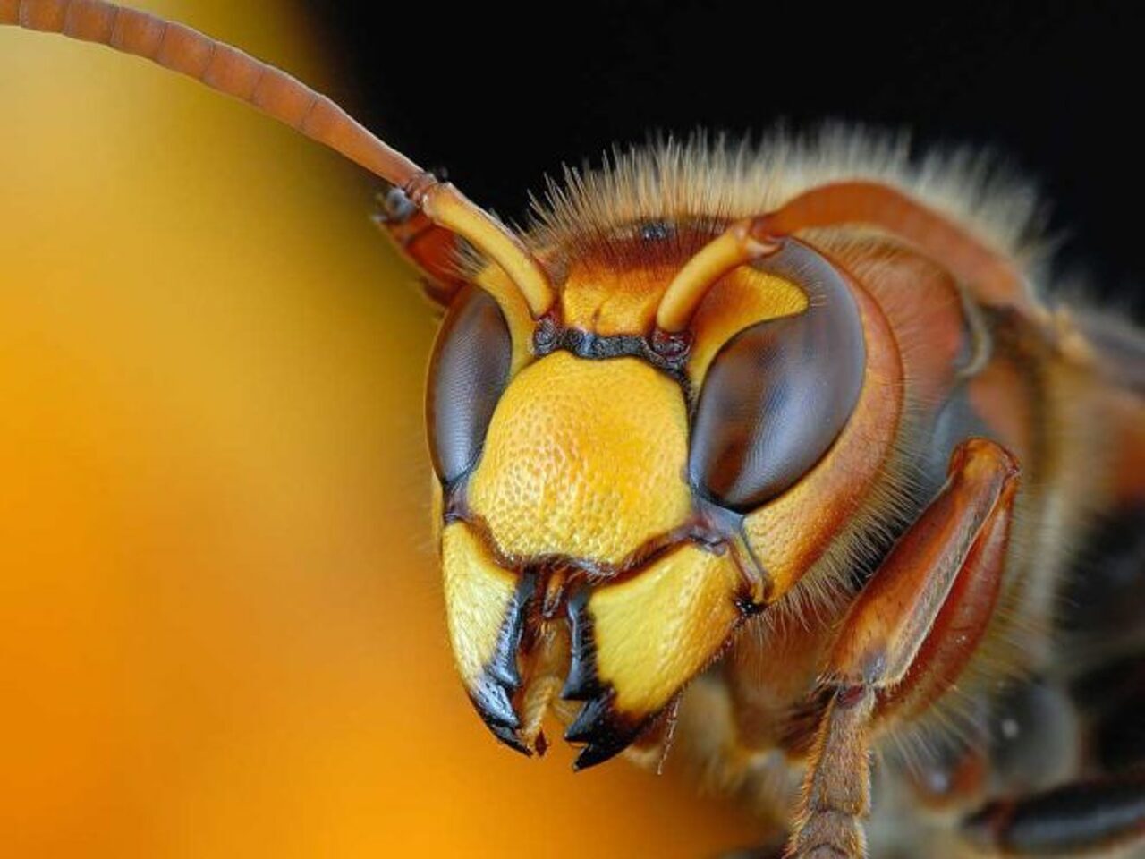 Ngắm vẻ đẹp tuyệt vời của con ong vàng