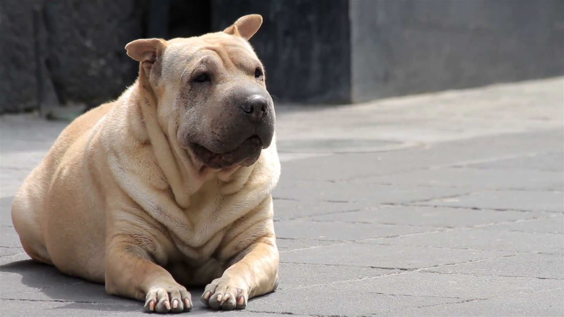 Bộ sưu tập hình ảnh chó Pitbull - Khám phá vẻ đẹp độc đáo