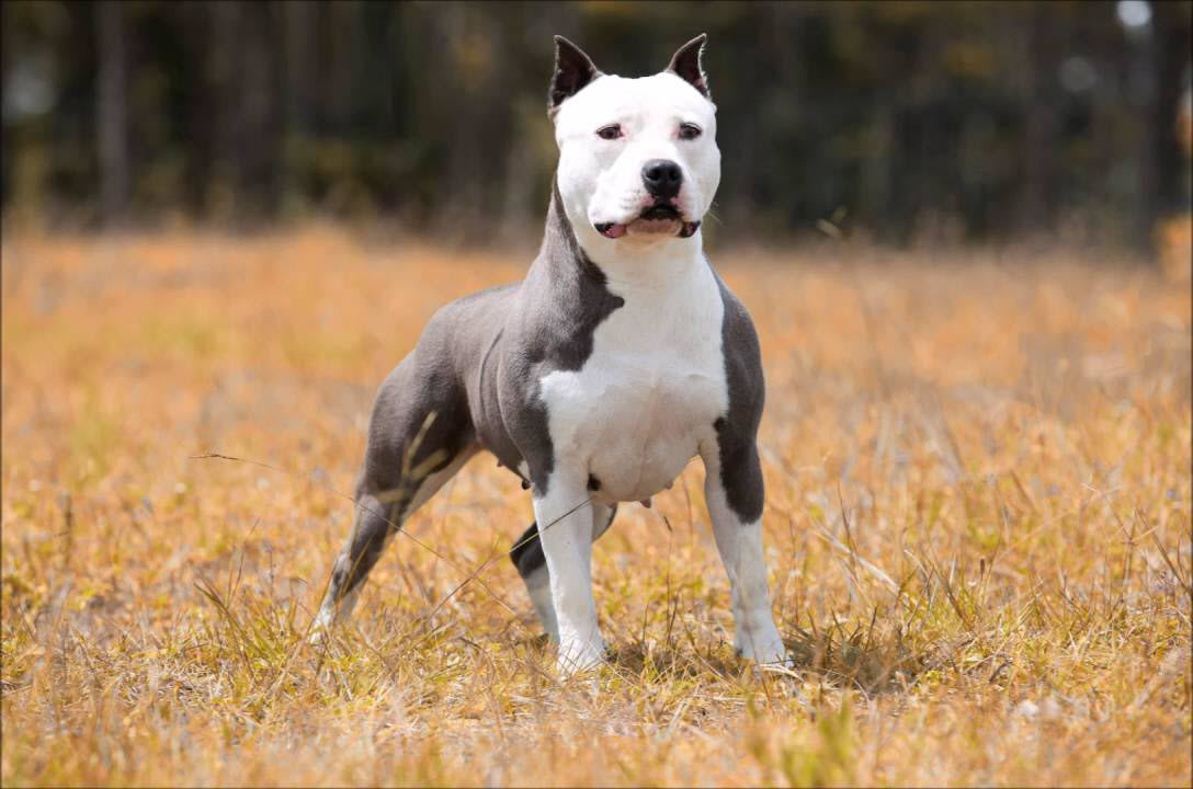 Bộ sưu tập hình ảnh chó Pitbull - Khám phá vẻ đẹp độc đáo