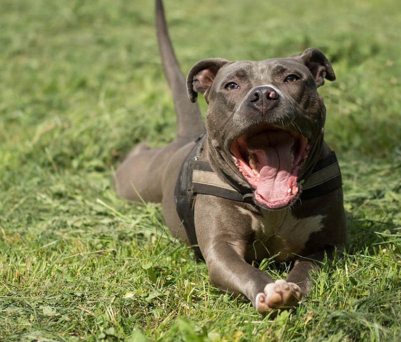 Bộ sưu tập hình ảnh chó Pitbull - Khám phá vẻ đẹp độc đáo