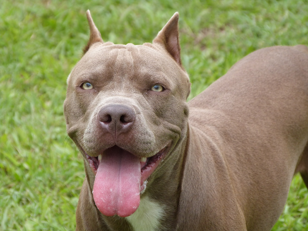 Bộ sưu tập hình ảnh chó Pitbull - Khám phá vẻ đẹp độc đáo