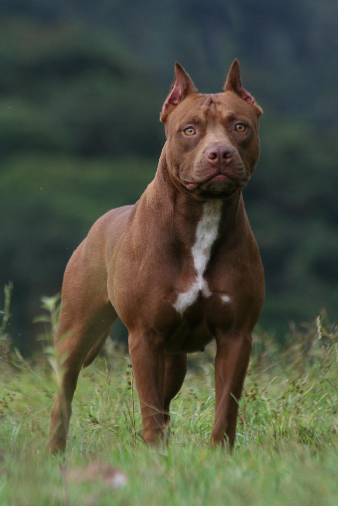 Bộ sưu tập hình ảnh chó Pitbull - Khám phá vẻ đẹp độc đáo