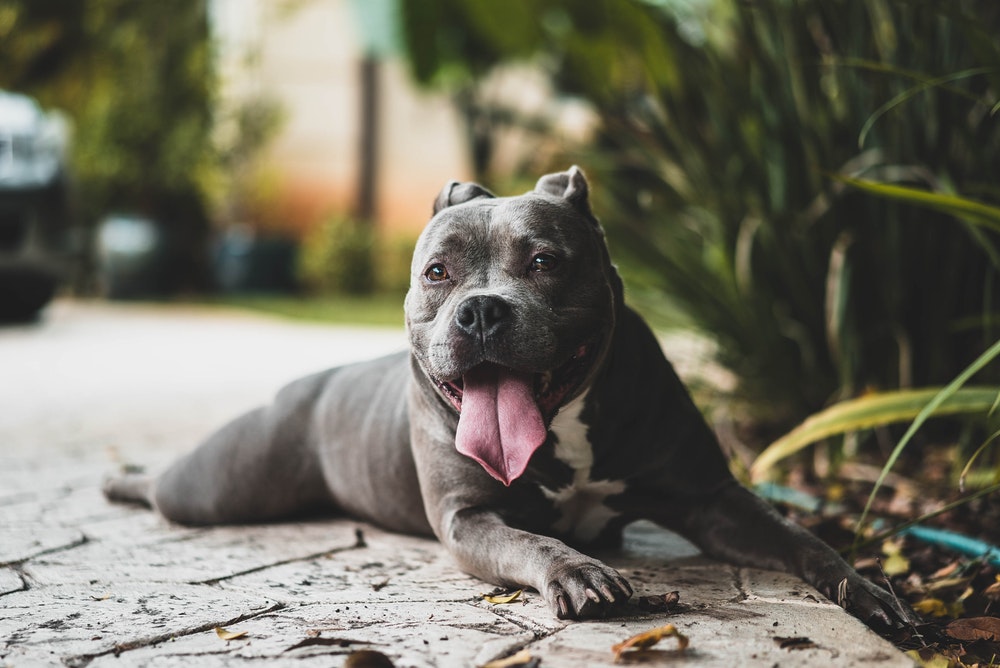 Bộ sưu tập hình ảnh chó Pitbull - Khám phá vẻ đẹp độc đáo