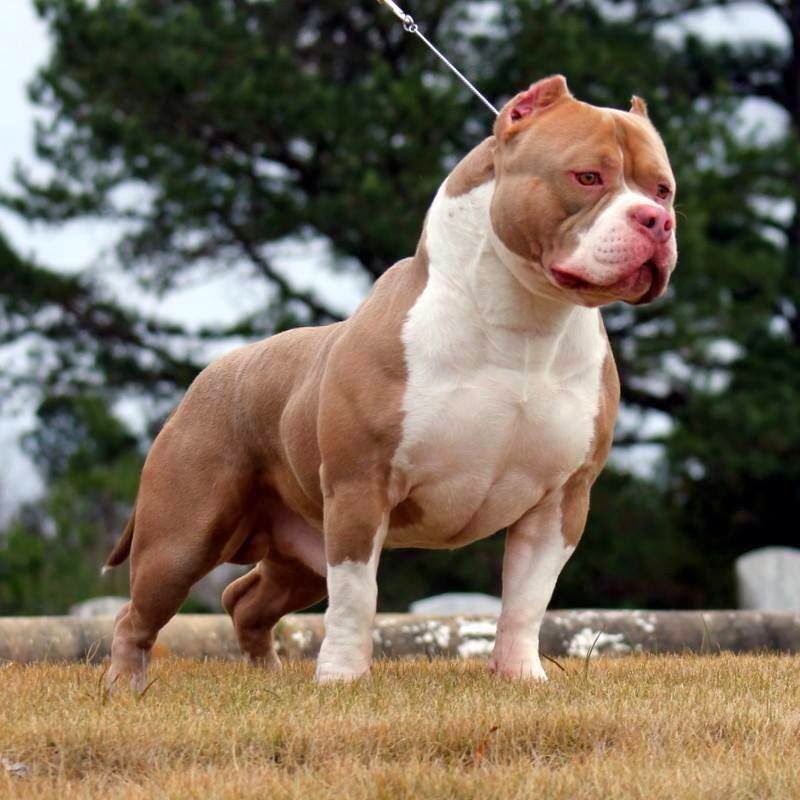 Bộ sưu tập hình ảnh chó Pitbull - Khám phá vẻ đẹp độc đáo