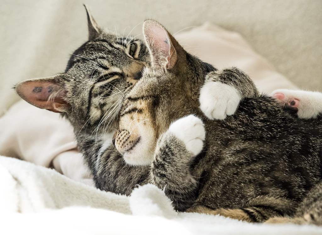 Hình ảnh đáng yêu của hai chú mèo ôm nhau