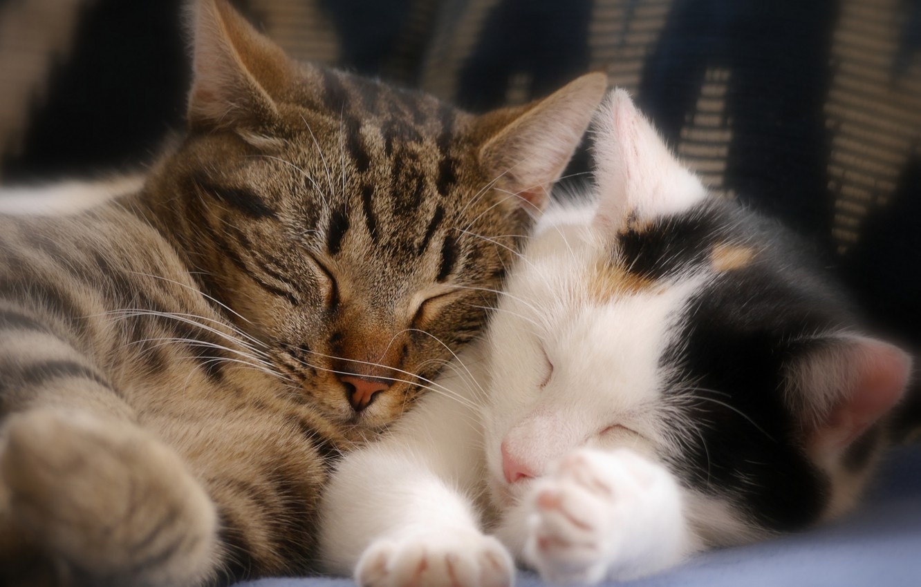 Hình ảnh đáng yêu của hai chú mèo ôm nhau