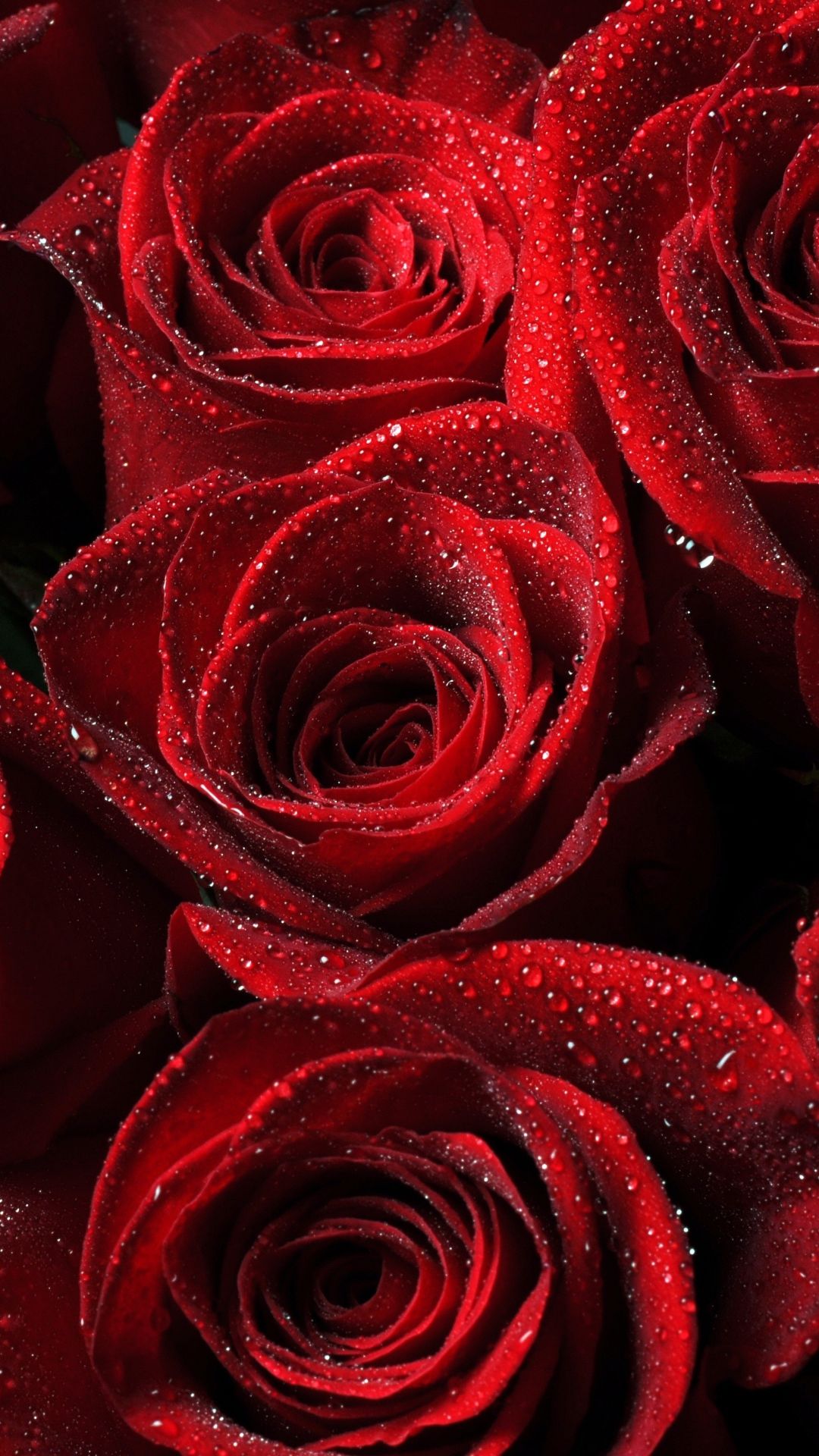 15 hình nền hoa hồng đẹp cho điện thoại bạn không thể bỏ qua