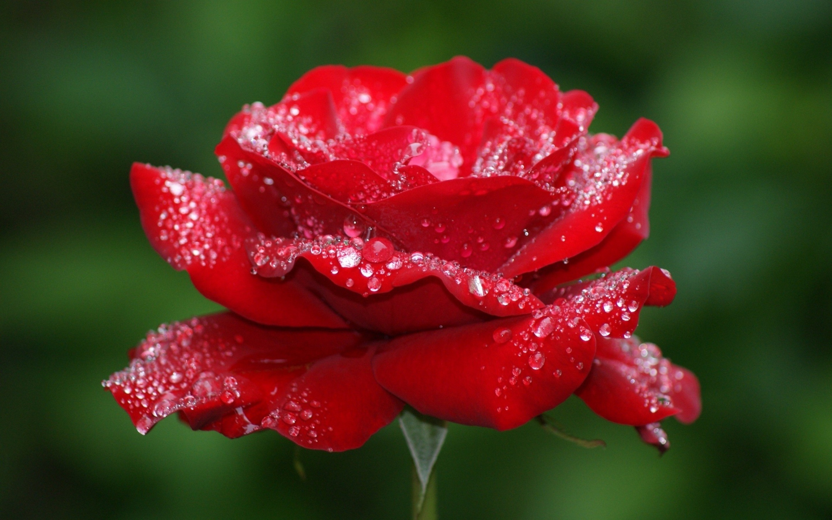 Bộ sưu tập hình ảnh hoa Hồng đỏ - Khám phá vẻ đẹp tuyệt vời của hoa Hồng đỏ