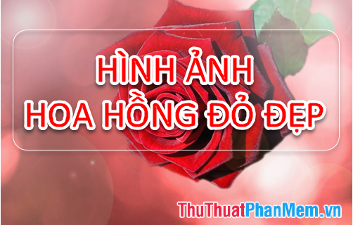 Tổng hợp hình ảnh hoa Hồng đỏ đẹp nhất | Red roses wallpaper, Rose flower  wallpaper, Beautiful red roses
