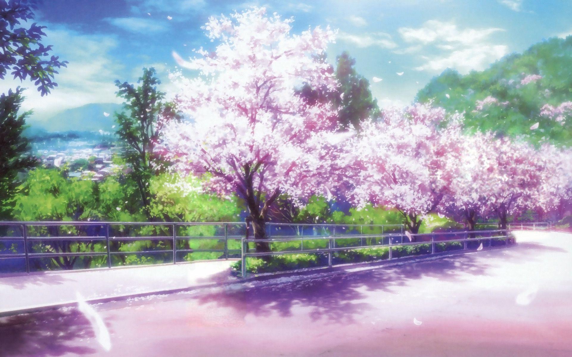 Khám phá bức tranh hoa Anh Đào trong thế giới anime tuyệt vời