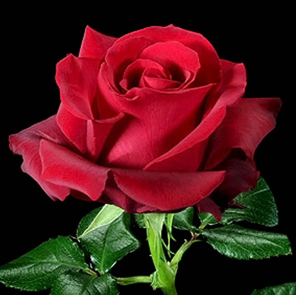 Bộ sưu tập hình ảnh hoa Hồng đỏ - Khám phá vẻ đẹp tuyệt vời của hoa Hồng đỏ
