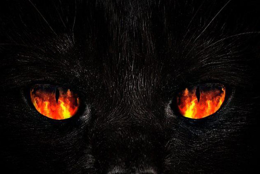 Bức tranh về vẻ đẹp tuyệt vời của mèo đen