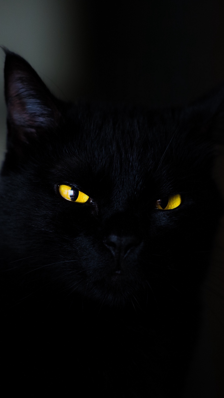 Mèo Đen Anh Hình ảnh Sẵn có - Tải xuống Hình ảnh Ngay bây giờ - Cắt ra, Màu  đen, Mèo nhà - iStock