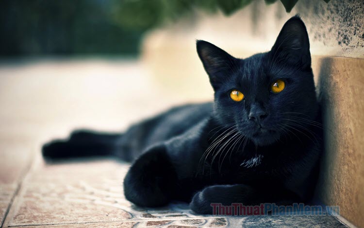 Hình nền Hoàng Gia Xinh đẹp Mèo đen Vẽ Tranh Tưởng Tượng Chụp ảnh Bìa Sách  Cho Phông Nền, Sơn, Tiền Bản Quyền, Tưởng Tượng Background Vector để tải  xuống miễn phí -
