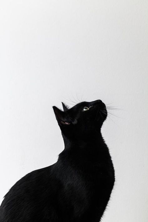 Gối Tựa Tân Quang Lập Hình Mèo Đen 40X40cm (Halloween) DEEP15 https:// –  YÊU HÀNG ĐỨC
