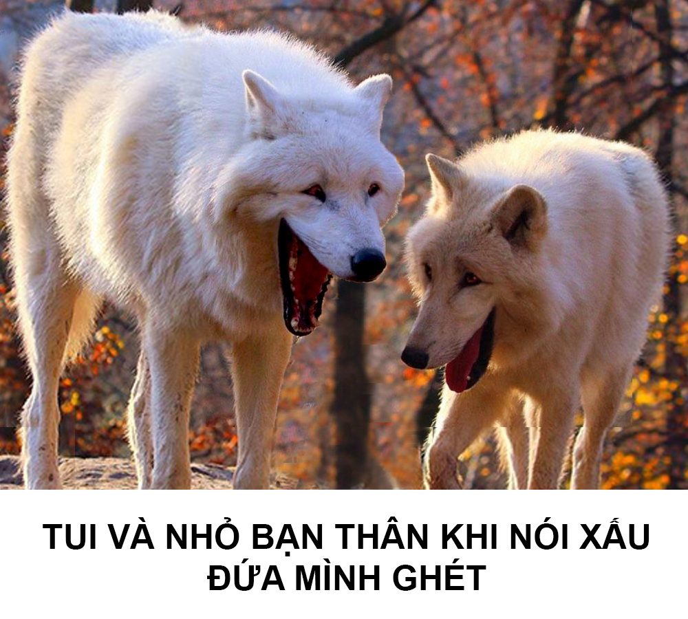 Meme Chó Cười: Hành Trình Đến Thiên Đàng Hài Hước