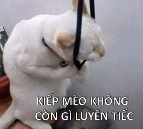 Tổng Hợp Meme Trầm Cảm Hài Hước