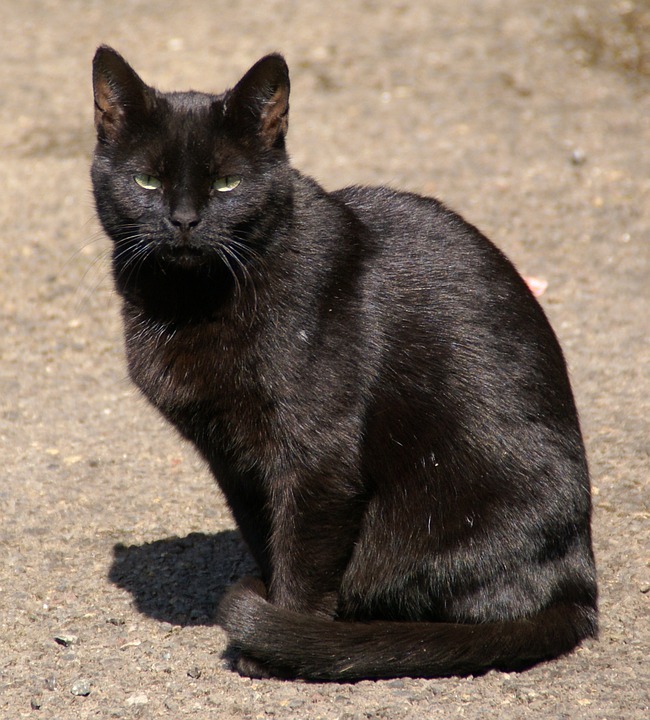 Bức tranh về vẻ đẹp tuyệt vời của mèo đen