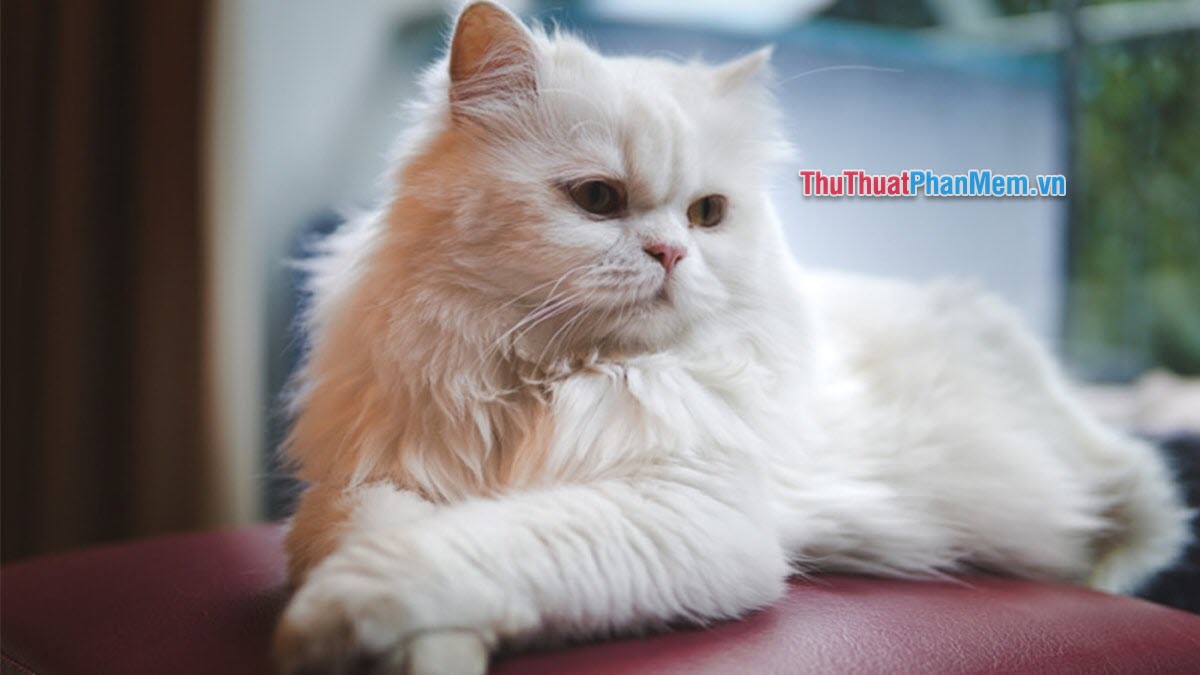 Danh sách Top 10 Giống mèo cảnh giá rẻ dưới 1 triệu đồng hấp dẫn nhất