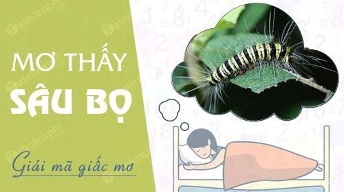 Mơ thấy sâu bọ con sâu xanh sâu róm đen