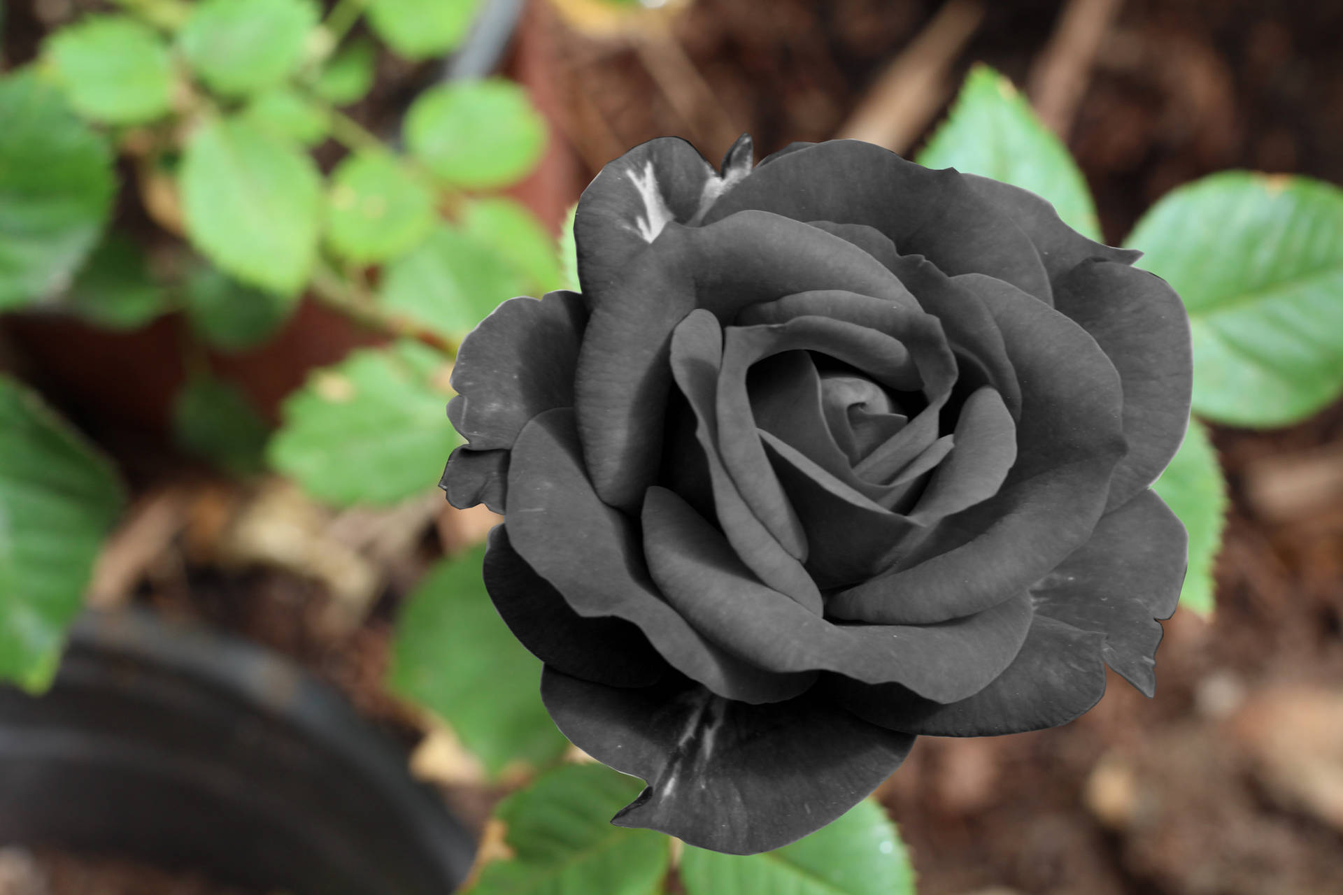 Huyền bí hình hoa hồng đen đẹp nhất để tạo sự khác biệt
