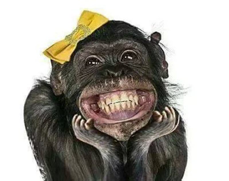 Bức tranh hài hước với hình ảnh khỉ cười vui vẻ