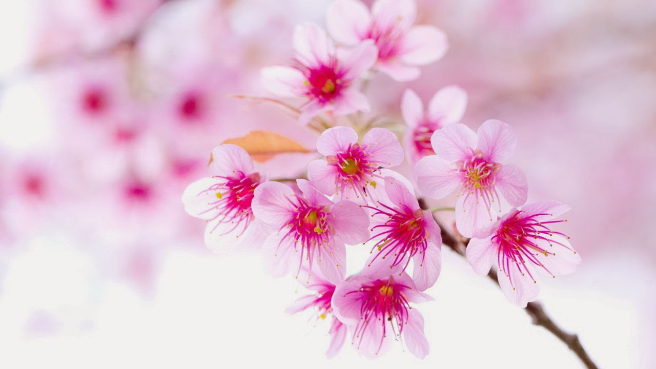 Hình nền đẹp về hoa Anh Đào