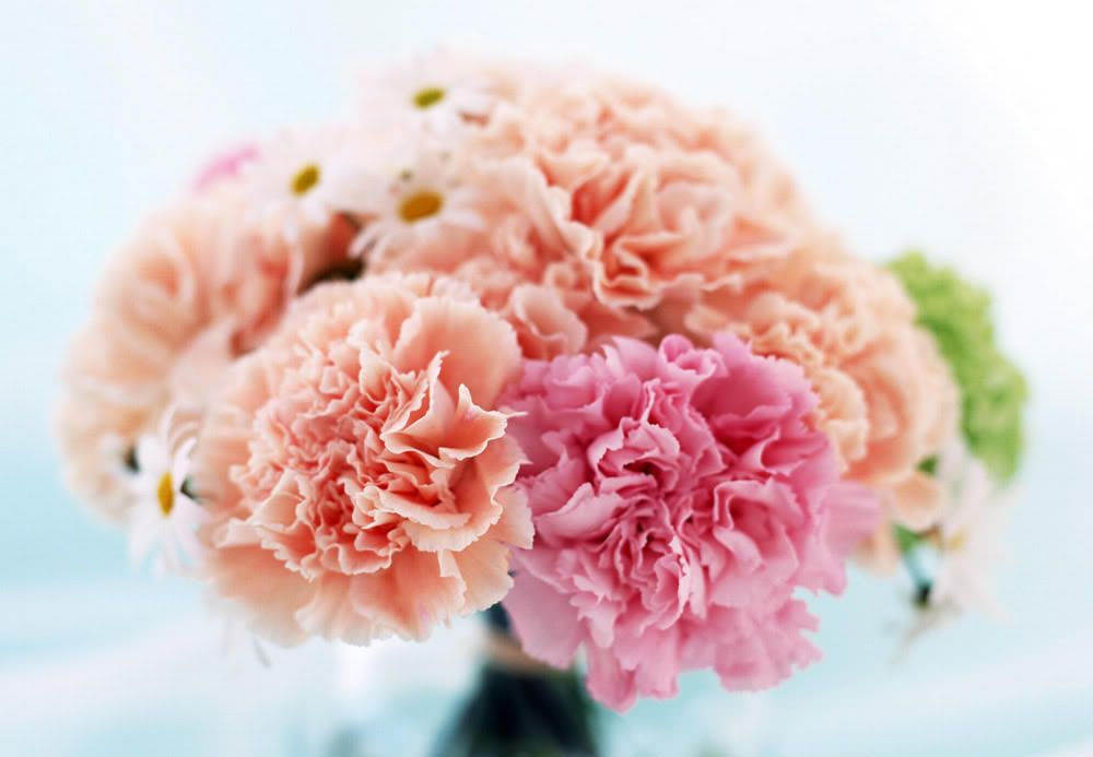 Hoa cẩm chướng: Đặc điểm, ý nghĩa và cách chăm sóc ra hoa đẹp