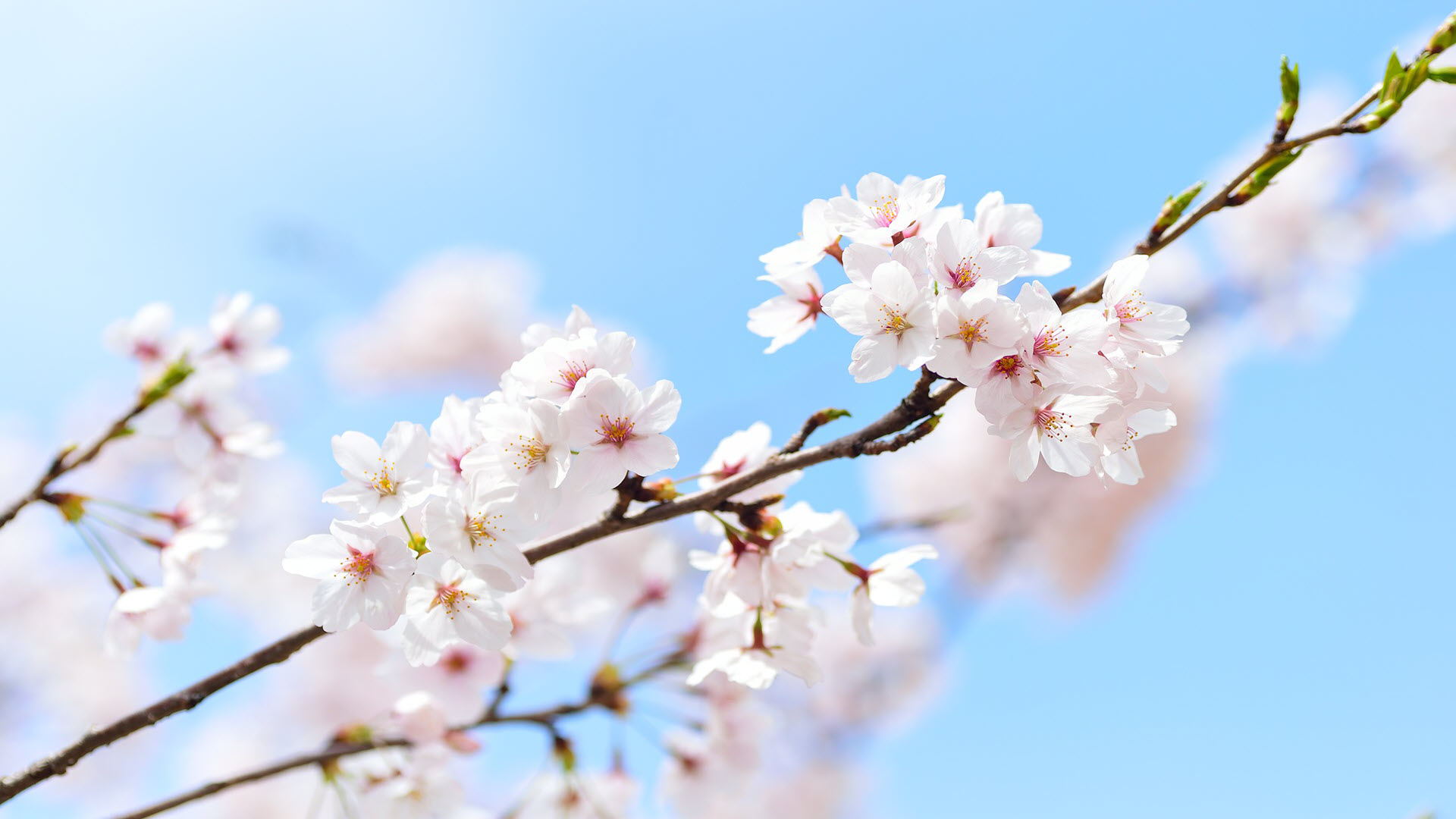 70 Hình ảnh hoa anh đào đẹp nhất Nhật Bản cho điện thoại, PC