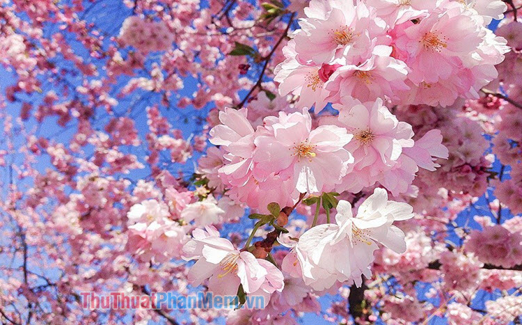 Lễ hội hoa anh đào Nhật Bản diễn ra khi nào?