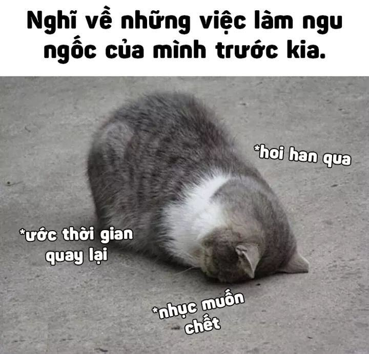 Bộ sưu tập meme ngu vui nhộn, độc đáo