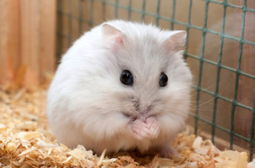 Bức tranh chuột Hamster xinh đẹp - Hình nền siêu dễ thương