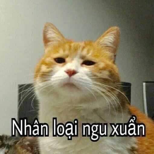 Bộ sưu tập meme ngu vui nhộn, độc đáo