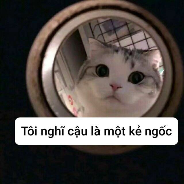 Bộ sưu tập meme ngu vui nhộn, độc đáo