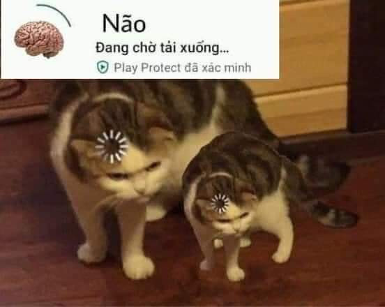 Bộ sưu tập meme ngu vui nhộn, độc đáo