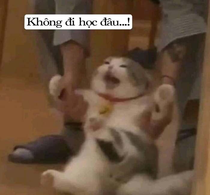 Bộ sưu tập meme không giới hạn, từ chối mọi thứ, và hết sức bựa