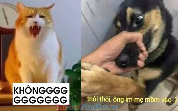 Bộ sưu tập meme không giới hạn từ chối mọi thứ và hết sức bựa