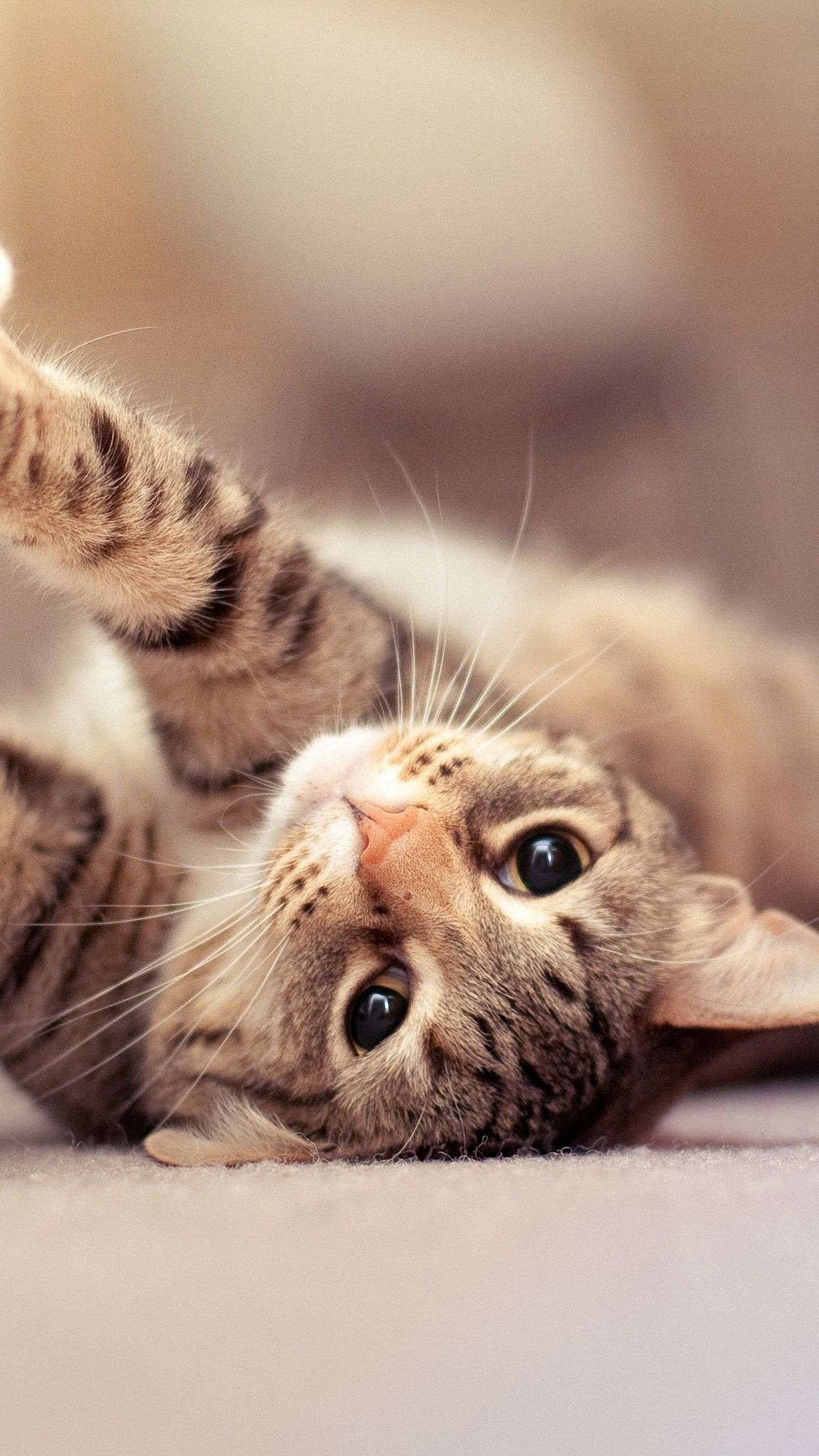 Hơn 1000+ bức ảnh ảnh mèo làm hình nền điện thoại Cực cute đáng yêu