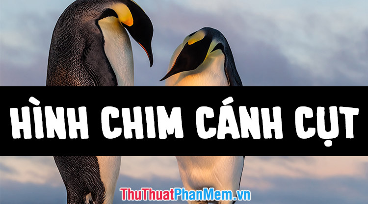 Chim cánh cụt, hình ảnh hình nền chim cánh cụt đẹp nhất hài hước | VFO.VN