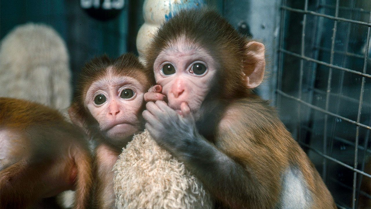 Bộ sưu tập hình ảnh tuyệt vời về loài khỉ